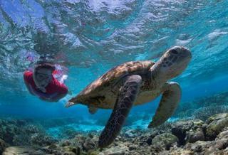 Lady Elliot Island Eco Resort エクステリア 写真