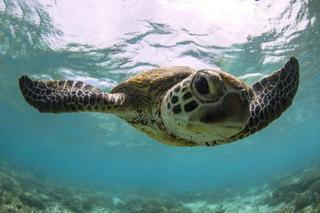 Lady Elliot Island Eco Resort エクステリア 写真