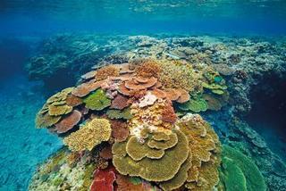 Lady Elliot Island Eco Resort エクステリア 写真
